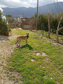 Pastore belga malinos maschio 7 mesi