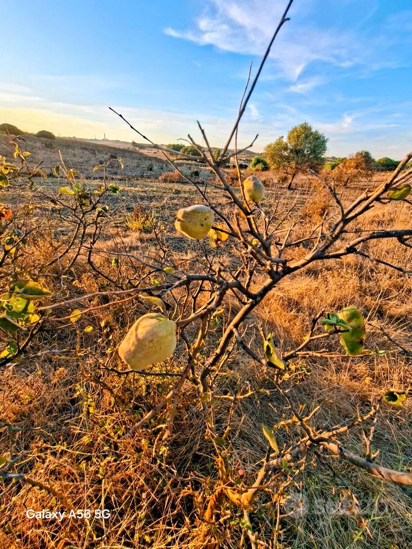 Terreno con rudere e pozzo per irrigazione - Altro