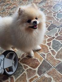 Spitz di pomeragna maschio