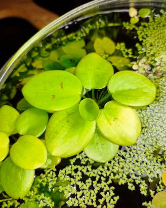 Piante galleggianti acquario