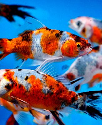 Pesci coloratissimi