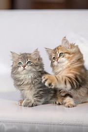Cuccioli gatto siberiano