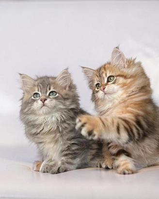Cuccioli gatto siberiano
