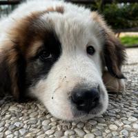 Cuccioli di Pastore dell'Asia Centrale