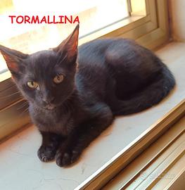 TORMALLINA micina nera di 3 mesi