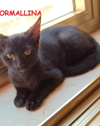 TORMALLINA micina nera di 3 mesi