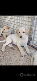 Cuccioli simil labrador e lupetti
