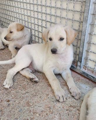 Cuccioli simil labrador e lupetti