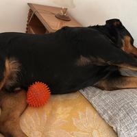 Cane stupendo
