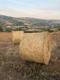 Fieno campagna 2026