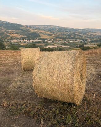 Fieno campagna 2026
