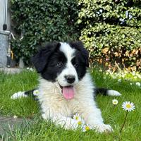 Cuccioli Border Collie con Pedigree