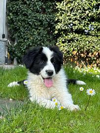 Cuccioli Border Collie con Pedigree