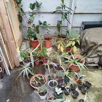 Piante Grasse ed Altro