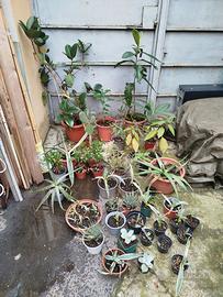 Piante Grasse ed Altro