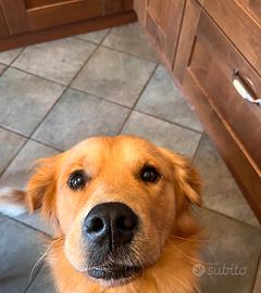 Golden retriever per accoppiamento