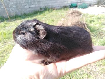 Cavia / Porcellino d'India