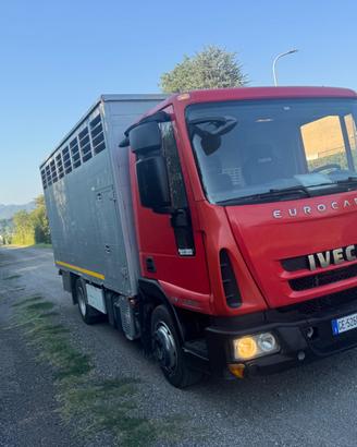 Iveco Eurocargo trasportato animali vivi