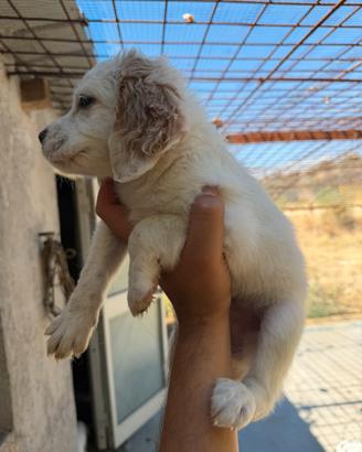 Setter inglese