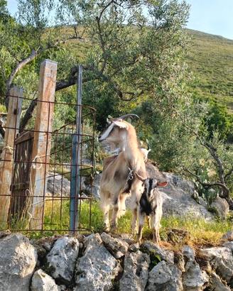 Capra un anno e mezzo