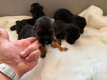 Cuccioli di pastore tedesco