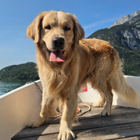 Golden retriver maschio accoppiamento