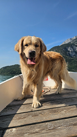 Golden retriver maschio accoppiamento