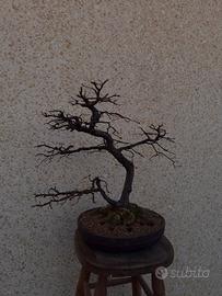 Bonsai Carpino