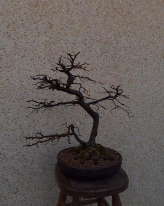 Bonsai Carpino