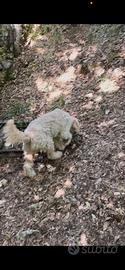 Lagotto Romagnolo con pedigree