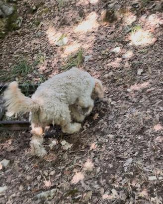 Lagotto Romagnolo con pedigree
