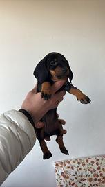 Bassotto femmina kaninchen