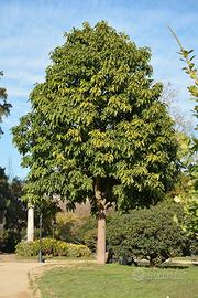 BRACHYCHITON ACERIFOLIUS