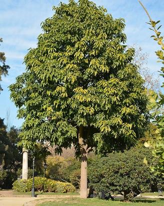 BRACHYCHITON ACERIFOLIUS