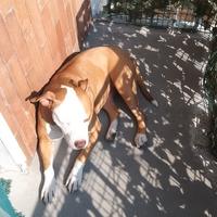 Pitbull