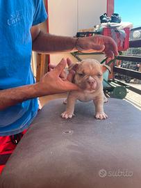 American bully