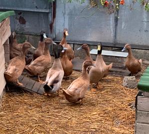 Coppia anatre Kaki Campbell