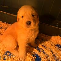 Golden retriever americani