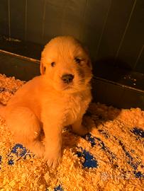 Golden retriever americani
