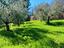 Immagine 9