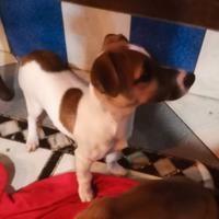 Cucciolo Jack Russell Rassel