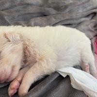 Cuccioli cane Yorkshire