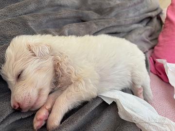 Cuccioli cane Yorkshire