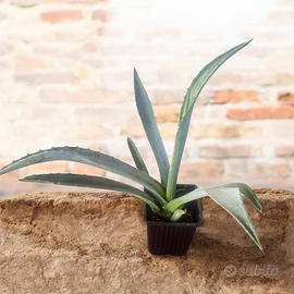 Agave americana