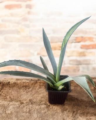 Agave americana
