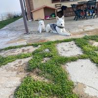 Cane femmina media grandezza