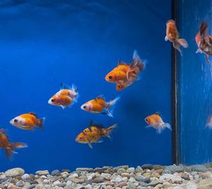 Calico , black moor , oranda