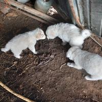 Cuccioli incrocio Pastore Maremmano Breton