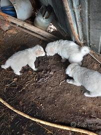 Cuccioli incrocio Pastore Maremmano Breton