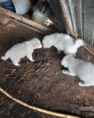 Cuccioli incrocio Pastore Maremmano Breton
